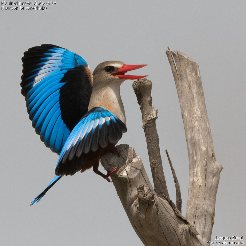Grey-headed Kingfisher male adult breeding, aspect, pigmentation, courting display, song