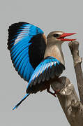 Grey-headed Kingfisher