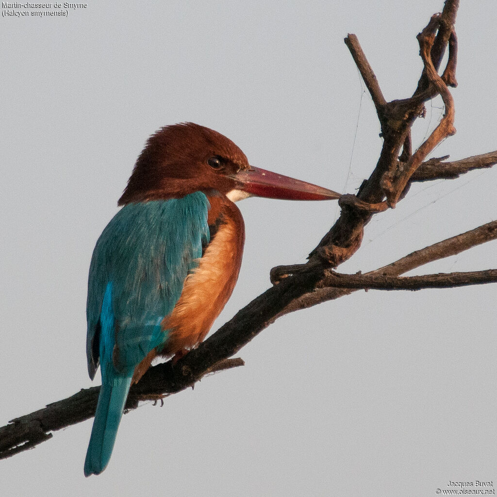 White-throated Kingfisher, identification, aspect, pigmentation