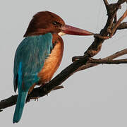 White-throated Kingfisher