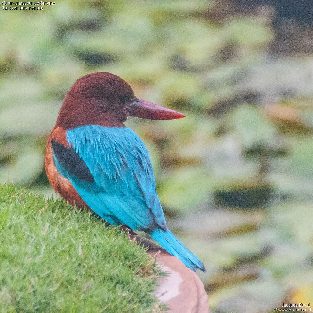 Martin-chasseur de Smyrneadulte, portrait, composition, pigmentation