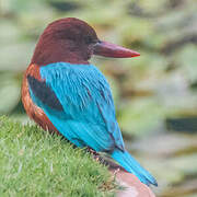 White-throated Kingfisher