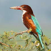 White-throated Kingfisher