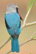 Woodland Kingfisher