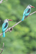 Woodland Kingfisher