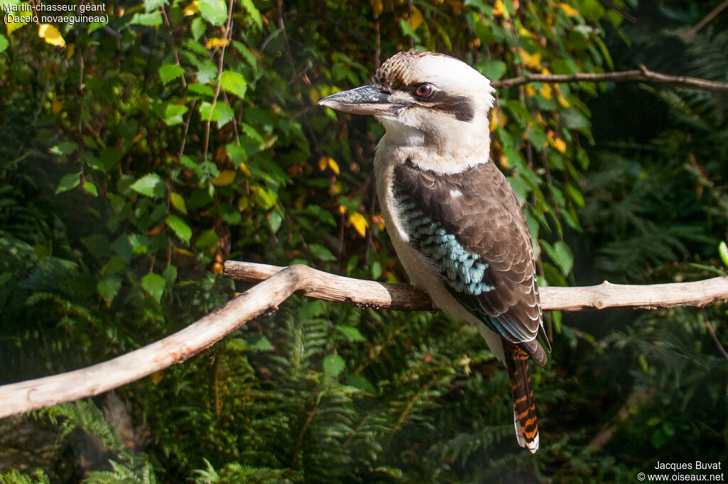 Laughing Kookaburraadult, identification, aspect, pigmentation