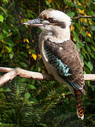 Laughing Kookaburra