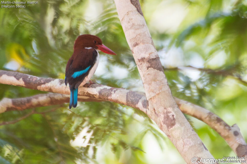 Chocolate-backed Kingfisheradult