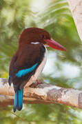 Chocolate-backed Kingfisher