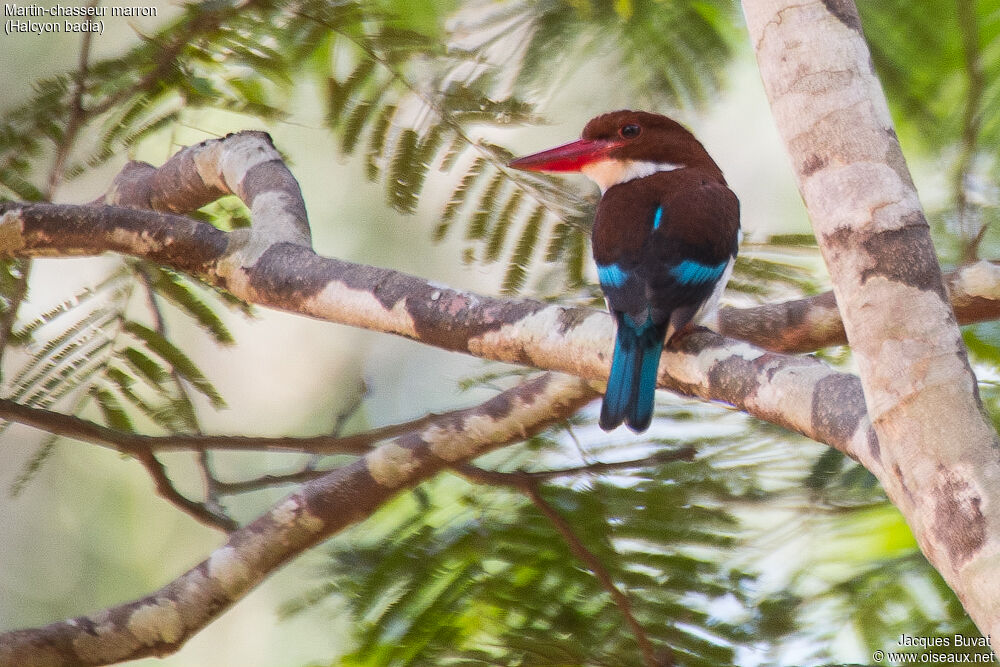 Chocolate-backed Kingfisheradult breeding