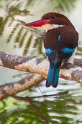 Chocolate-backed Kingfisher