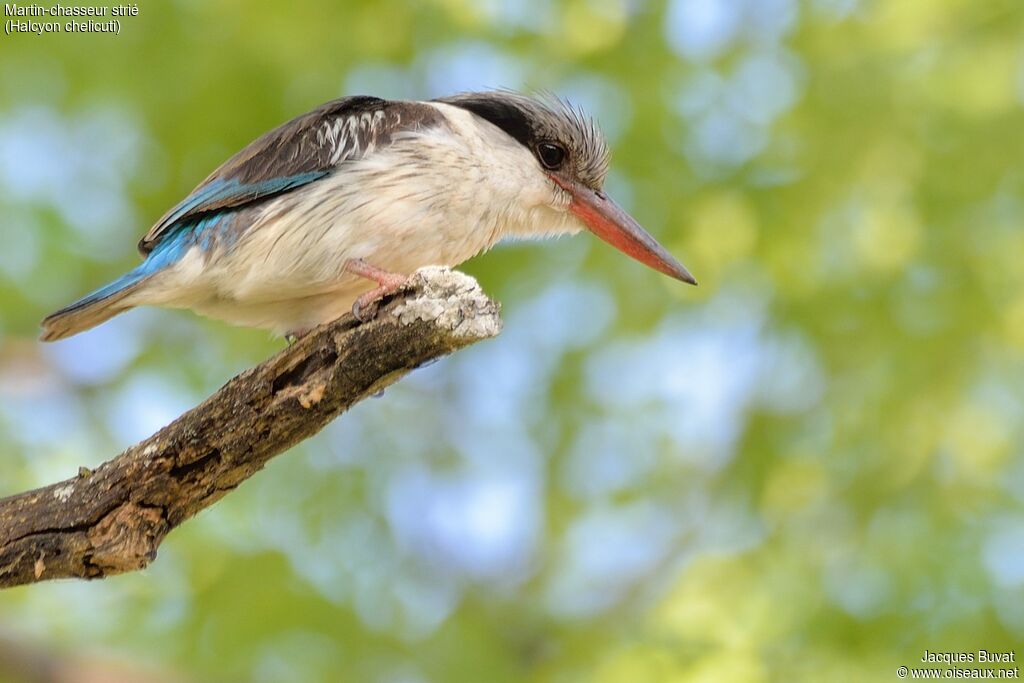 Striped Kingfisheradult