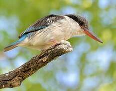 Striped Kingfisher