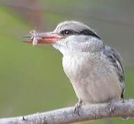 Striped Kingfisher