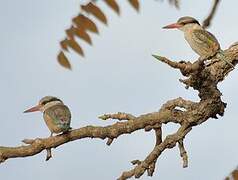 Striped Kingfisher