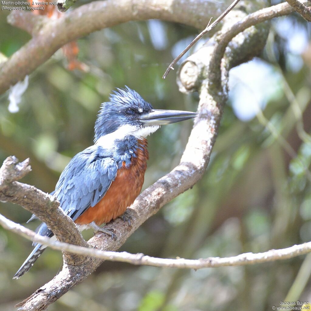 Ringed Kingfisher