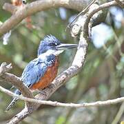 Ringed Kingfisher