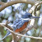 Ringed Kingfisher