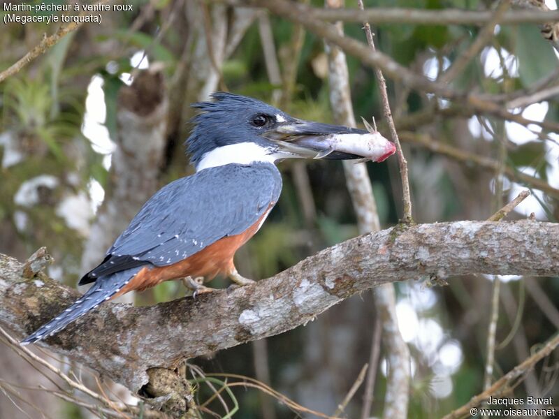 Ringed Kingfisher female adult breeding, identification, aspect, pigmentation, feeding habits, fishing/hunting