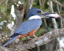 Ringed Kingfisher