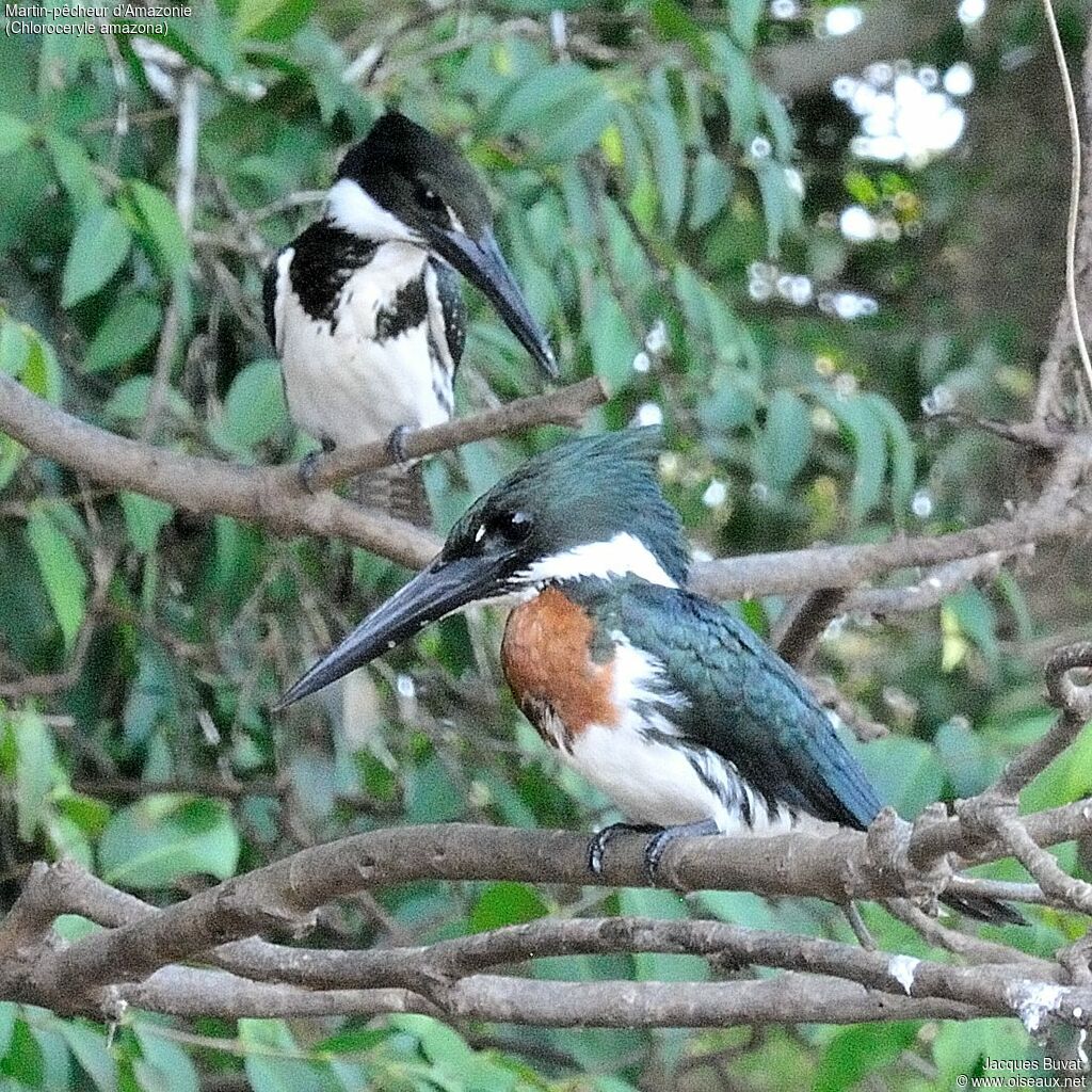 Martin-pêcheur d'Amazonieadulte nuptial, habitat, composition, pigmentation