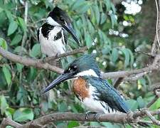 Amazon Kingfisher