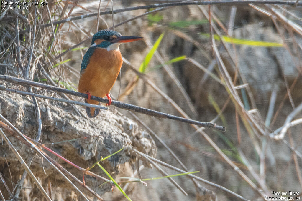 Common Kingfisher female adult breeding, identification, aspect, pigmentation