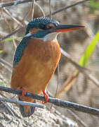 Common Kingfisher