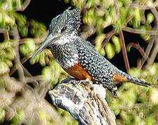 Giant Kingfisher