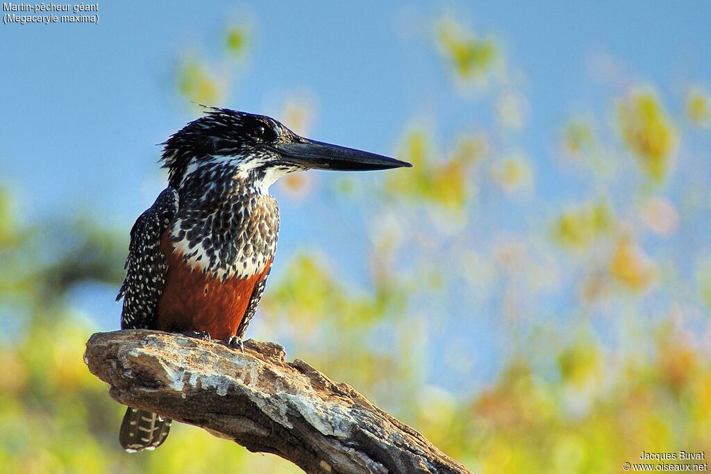 Giant Kingfisher female adult, identification