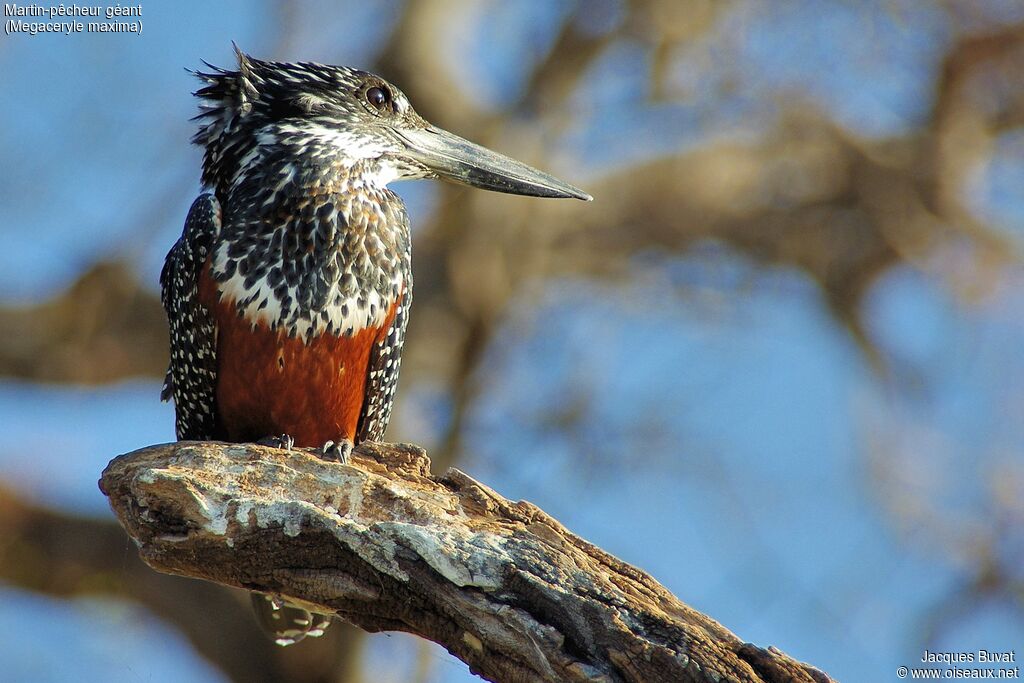 Giant Kingfisher female adult