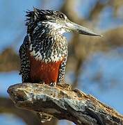 Giant Kingfisher