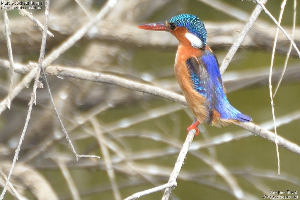 Malachite Kingfisheradult