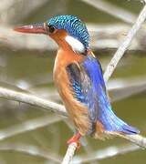 Malachite Kingfisher