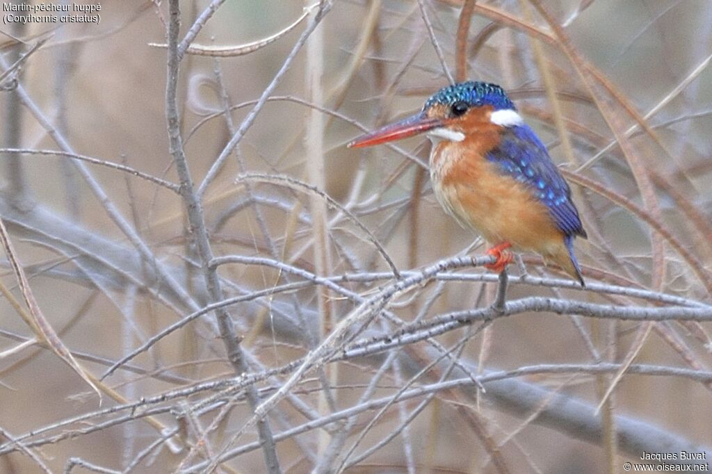 Malachite Kingfisheradult