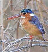 Malachite Kingfisher