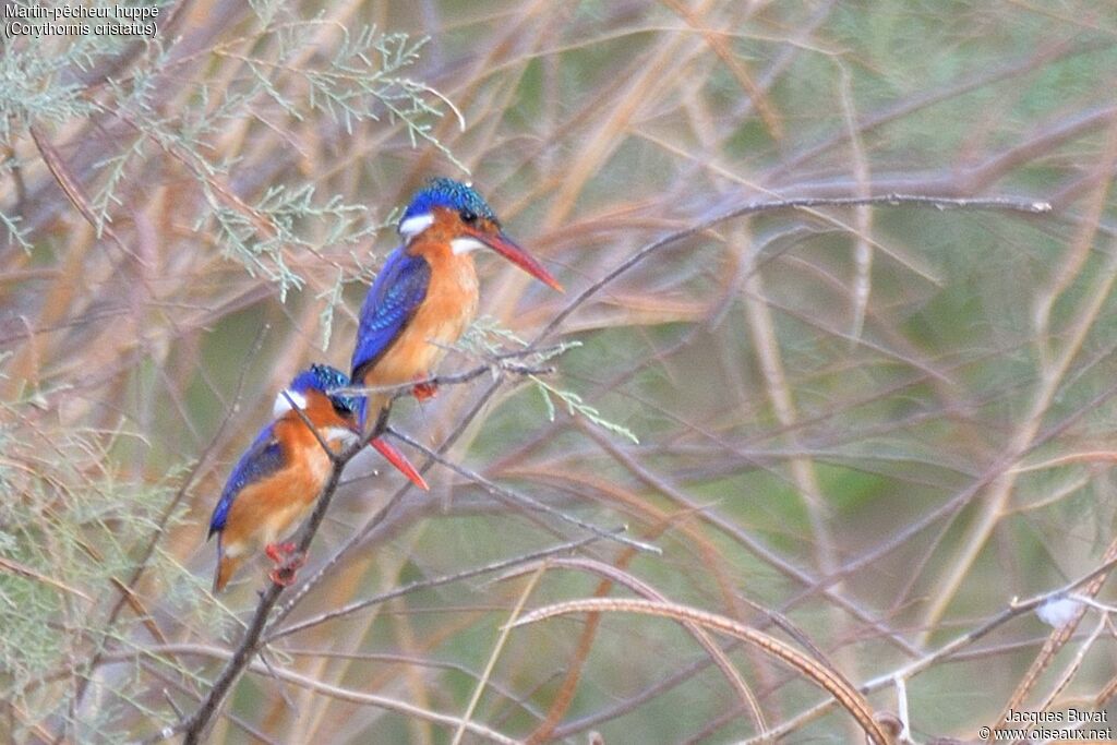 Malachite Kingfisher