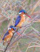 Malachite Kingfisher