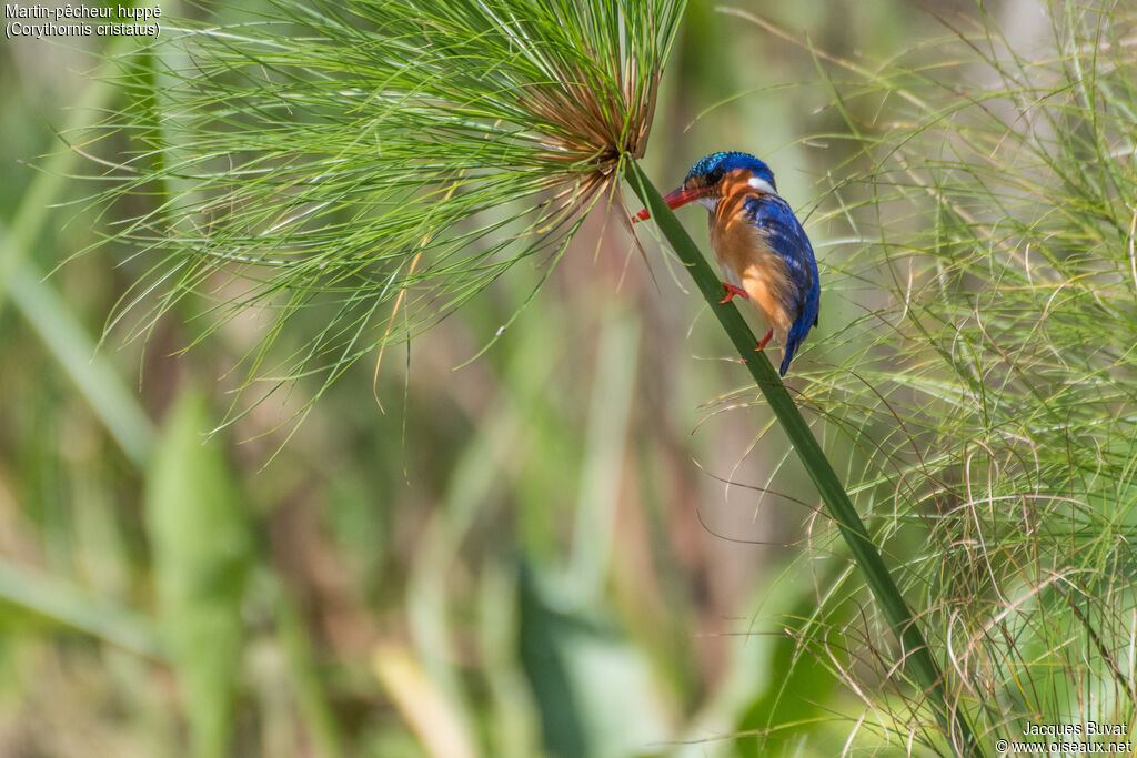 Malachite Kingfisheradult