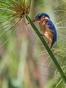 Malachite Kingfisher