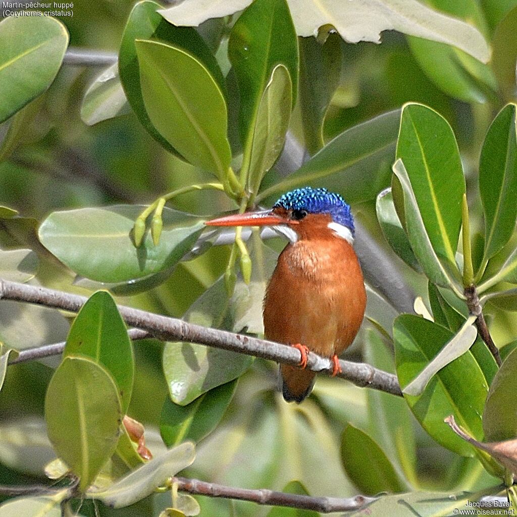 Martin-pêcheur huppéadulte nuptial, habitat, composition, pigmentation