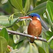 Malachite Kingfisher