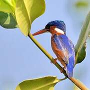 Malachite Kingfisher