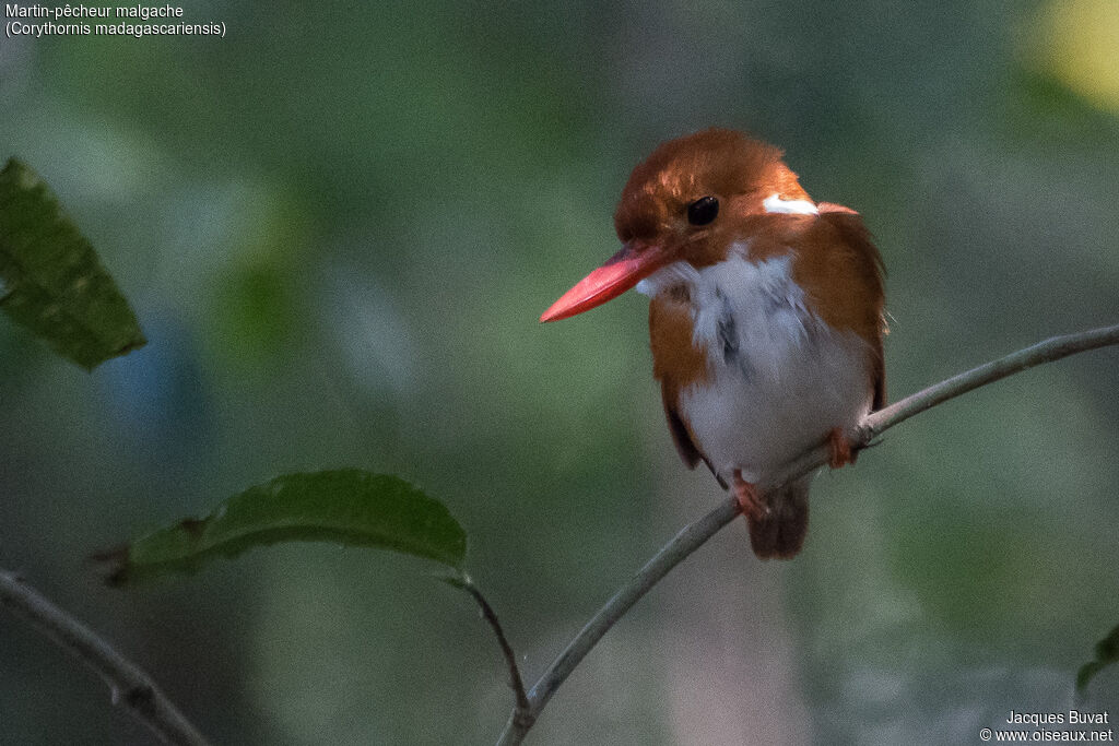 Madagascar Pygmy Kingfisheradult