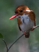 Madagascar Pygmy Kingfisher