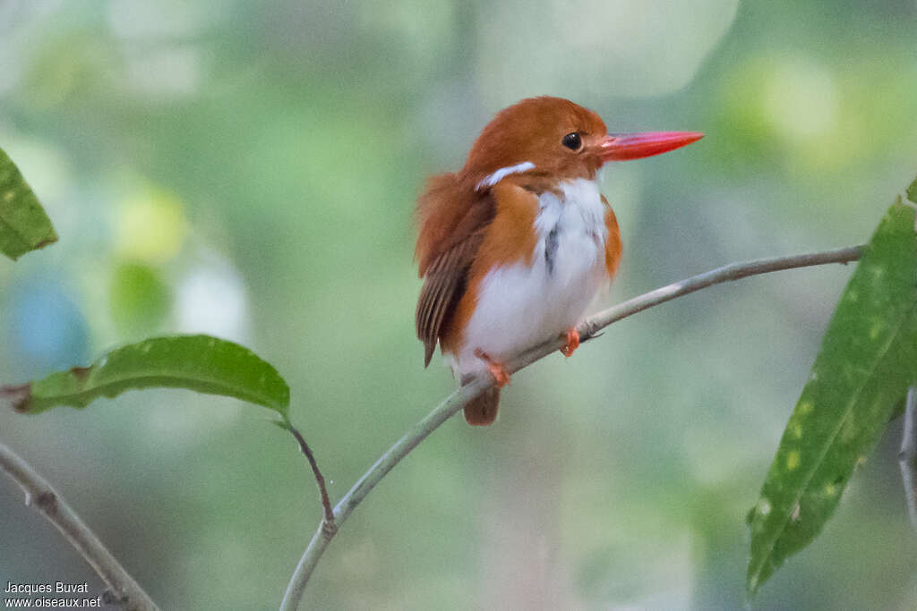 Madagascan Pygmy Kingfisheradult, pigmentation