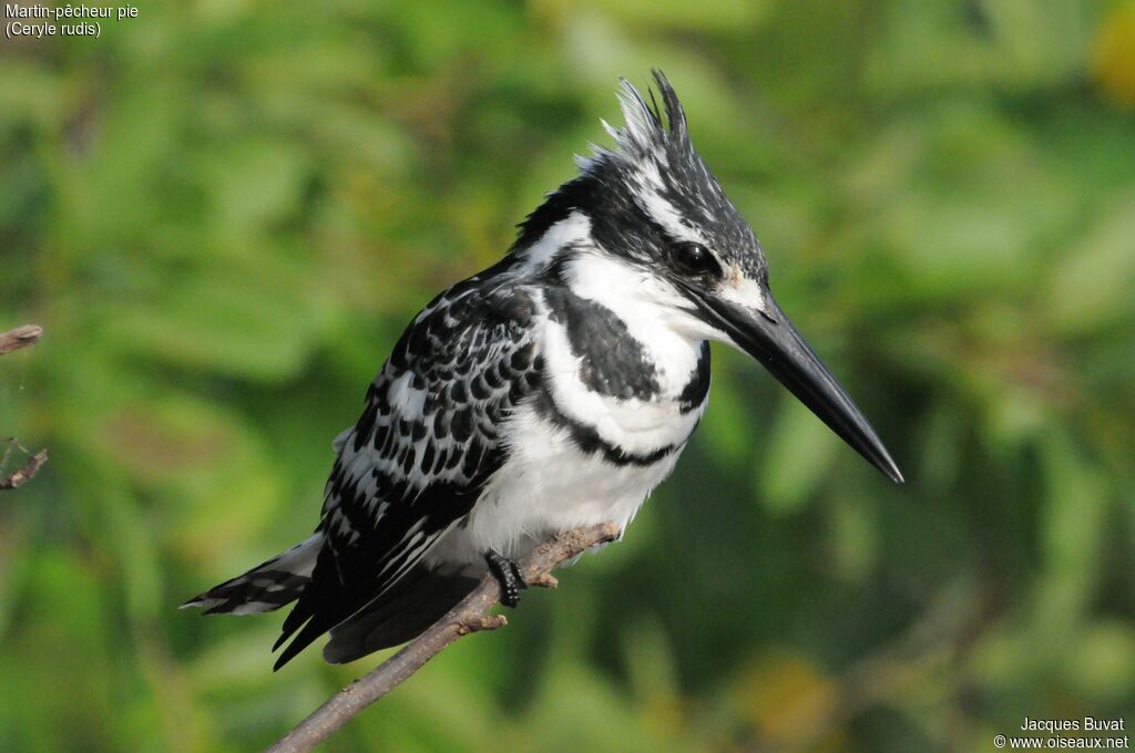 Pied Kingfisher male adult, identification, close-up portrait, aspect, pigmentation, fishing/hunting