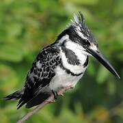 Pied Kingfisher