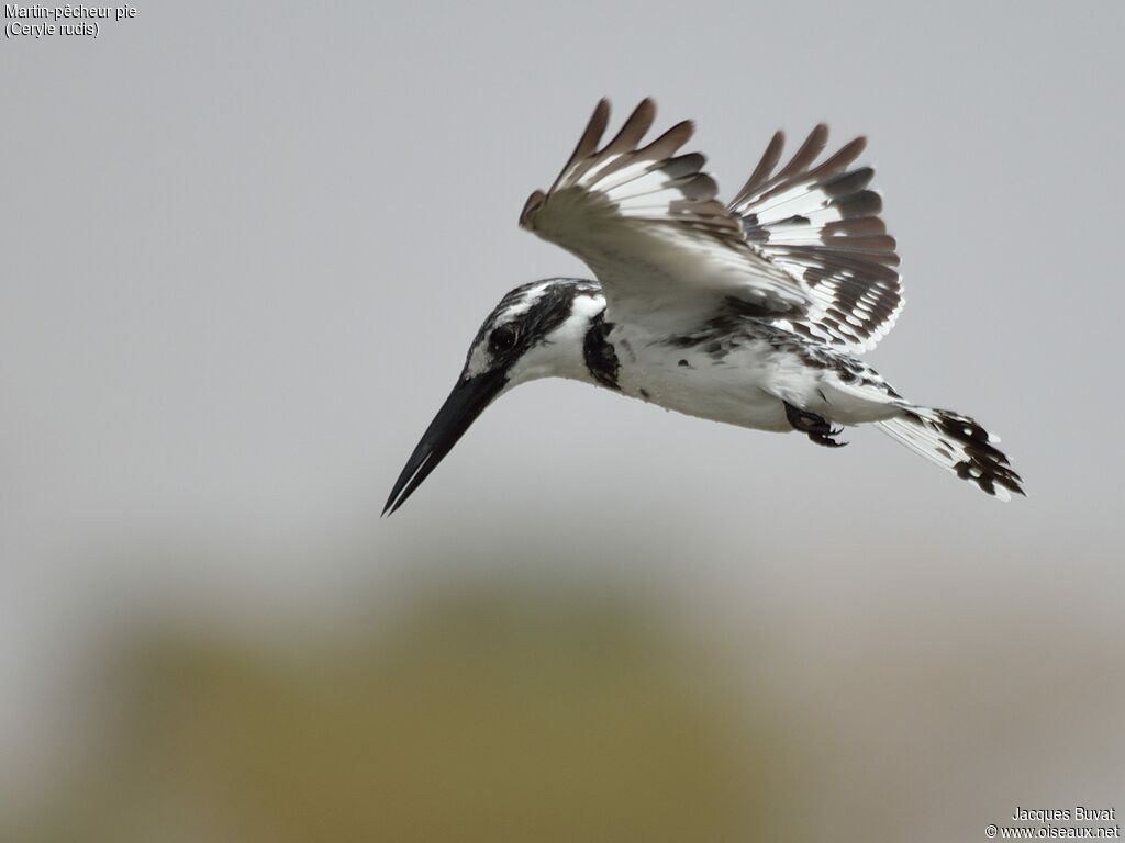 Pied Kingfisher male subadult transition, identification, close-up portrait, aspect, pigmentation, Flight, fishing/hunting