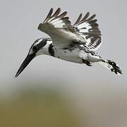 Pied Kingfisher